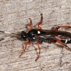 Ichneumon promissorius (Banded caterpillar parasite wasp) at Melba, ACT - 10 Feb 2021 by kasiaaus