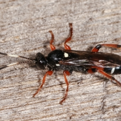 Ichneumon promissorius (Banded caterpillar parasite wasp) at Melba, ACT - 10 Feb 2021 by kasiaaus