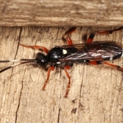 Ichneumon promissorius at Melba, ACT - 10 Feb 2021