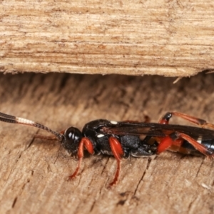 Ichneumon promissorius at Melba, ACT - 10 Feb 2021