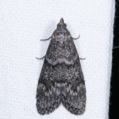 Heteromicta pachytera (Galleriinae subfamily moth) at Melba, ACT - 10 Feb 2021 by kasiaaus