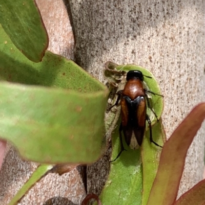 Macrosiagon sp. (genus) (Ripiphorid beetle) at Murrumbateman, NSW - 12 Feb 2021 by SimoneC