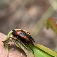 Macrosiagon sp. (genus) at Murrumbateman, NSW - 12 Feb 2021