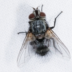 Tachinidae (family) (Unidentified Bristle fly) at Melba, ACT - 10 Feb 2021 by kasiaaus