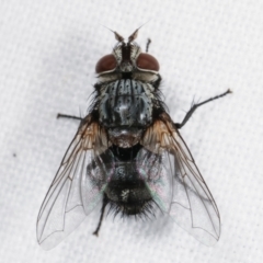 Tachinidae (family) at Melba, ACT - 10 Feb 2021 10:41 PM