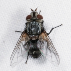 Tachinidae (family) at Melba, ACT - 10 Feb 2021
