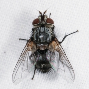 Tachinidae (family) at Melba, ACT - 10 Feb 2021