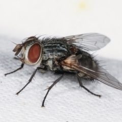 Tachinidae (family) at Melba, ACT - 10 Feb 2021 10:41 PM