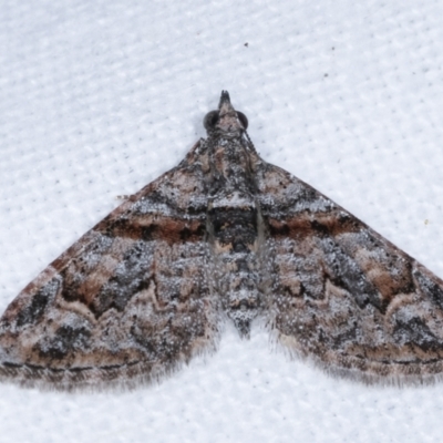 Phrissogonus laticostata (Apple looper moth) at Melba, ACT - 10 Feb 2021 by kasiaaus