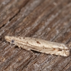 Olethreutinae (subfamily) (Unidentified leaf roller) at Melba, ACT - 11 Feb 2021 by kasiaaus