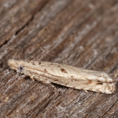 Olethreutinae (subfamily) (Unidentified leaf roller) at Melba, ACT - 10 Feb 2021 by kasiaaus