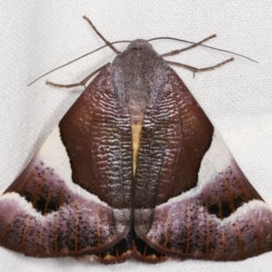 Niceteria macrocosma at Melba, ACT - 11 Feb 2021