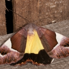 Niceteria macrocosma at Melba, ACT - 11 Feb 2021