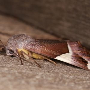 Niceteria macrocosma at Melba, ACT - 11 Feb 2021