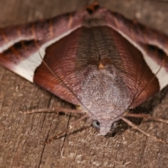 Niceteria macrocosma at Melba, ACT - 11 Feb 2021