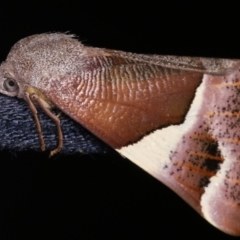 Niceteria macrocosma at Melba, ACT - 11 Feb 2021