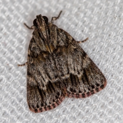 Spectrotrota fimbrialis (A Pyralid moth) at Melba, ACT - 8 Feb 2021 by Bron