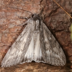 Capusa senilis (Black-banded Wedge-moth) at Melba, ACT - 11 Feb 2021 by kasiaaus