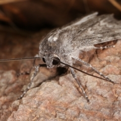 Capusa senilis at Melba, ACT - 11 Feb 2021 12:15 AM