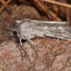 Capusa senilis at Melba, ACT - 11 Feb 2021