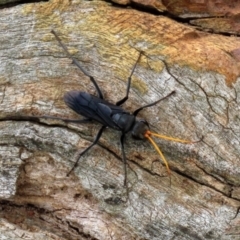 Pompilidae (family) (Unidentified Spider wasp) at Fyshwick, ACT - 12 Feb 2021 by RodDeb