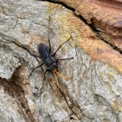 Pompilidae (family) at Fyshwick, ACT - 12 Feb 2021 11:02 AM