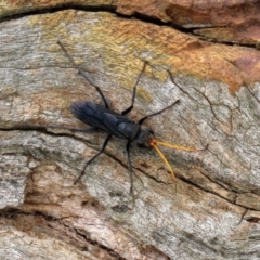 Pompilidae (family) at Fyshwick, ACT - 12 Feb 2021