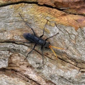 Pompilidae (family) at Fyshwick, ACT - 12 Feb 2021 11:02 AM