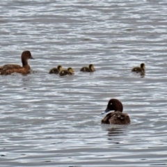 Aythya australis (Hardhead) at Fyshwick, ACT - 12 Feb 2021 by RodDeb