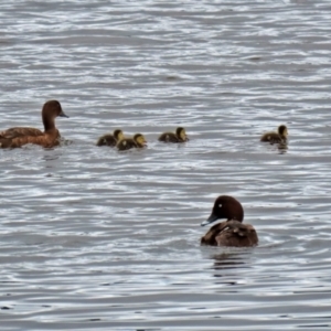 Aythya australis at Fyshwick, ACT - 12 Feb 2021