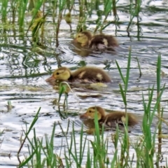 Aythya australis at Fyshwick, ACT - 12 Feb 2021