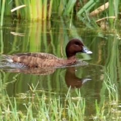 Aythya australis at Fyshwick, ACT - 12 Feb 2021