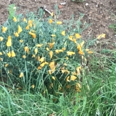 Eschscholzia californica (California Poppy) at Garran, ACT - 12 Feb 2021 by Tapirlord