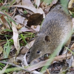Isoodon obesulus obesulus (Southern Brown Bandicoot) at Tidbinbilla Nature Reserve - 17 Feb 2019 by regeraghty