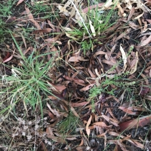 Lepidium africanum at Garran, ACT - 12 Feb 2021