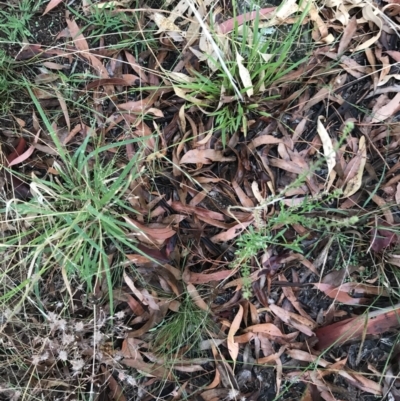 Lepidium africanum (Common Peppercress) at Hughes Garran Woodland - 12 Feb 2021 by Tapirlord