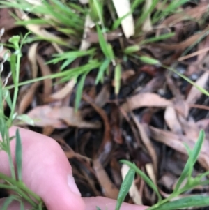 Lepidium africanum at Garran, ACT - 12 Feb 2021