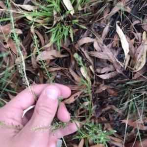 Lepidium africanum at Garran, ACT - 12 Feb 2021