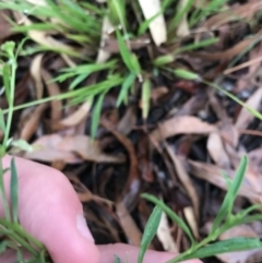 Lepidium africanum at Garran, ACT - 12 Feb 2021