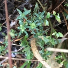 Paronychia brasiliana (Brazilian Whitlow) at Garran, ACT - 12 Feb 2021 by Tapirlord