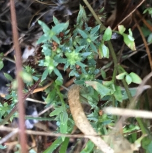 Paronychia brasiliana at Garran, ACT - 12 Feb 2021