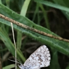 Lucia limbaria (Chequered Copper) at Hughes Garran Woodland - 12 Feb 2021 by Tapirlord