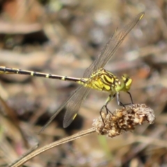 Austrogomphus guerini (Yellow-striped Hunter) at Cotter River, ACT - 11 Feb 2021 by Christine