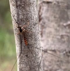 Ephemeroptera (order) (Unidentified Mayfly) at Murrumbateman, NSW - 12 Feb 2021 by SimoneC