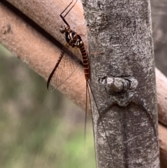 Ephemeroptera (order) at Murrumbateman, NSW - 12 Feb 2021