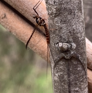 Ephemeroptera (order) at Murrumbateman, NSW - 12 Feb 2021