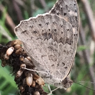 Junonia villida (Meadow Argus) at Red Hill to Yarralumla Creek - 12 Feb 2021 by Tapirlord