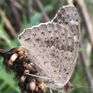 Junonia villida at Garran, ACT - 12 Feb 2021