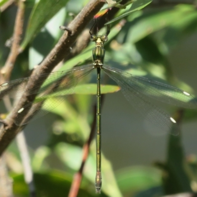 Synlestes weyersii tillyardi (Bronze Needle) at Cotter River, ACT - 11 Feb 2021 by Christine