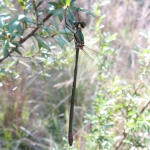 Synlestes weyersii tillyardi at Cotter River, ACT - 11 Feb 2021